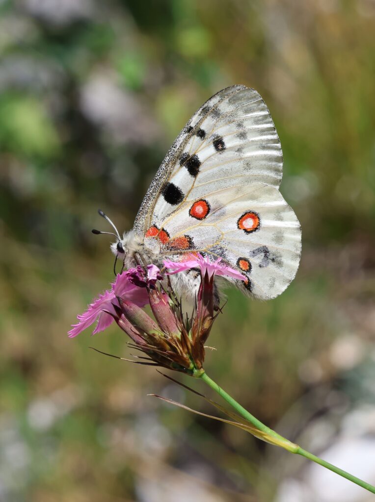 Ochrana životného prostredia v Národnom parku Muránska planina